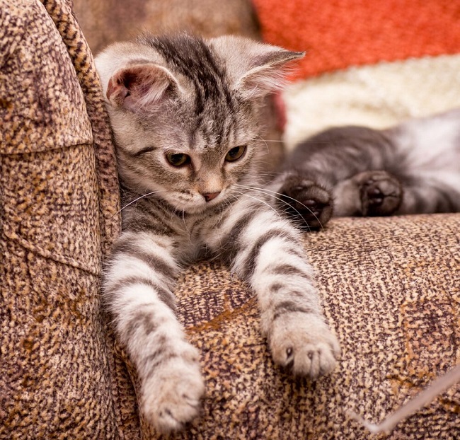 Кот в доме: как вписать в интерьер все необходимые атрибуты для содержания домашнего любимца